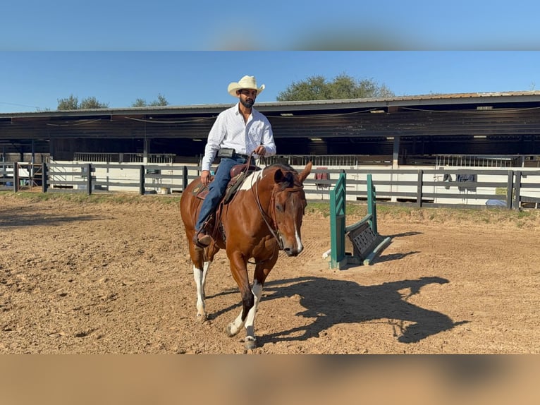 American Paint Horse Mare 12 years 15,1 hh Tobiano-all-colors in Fresno