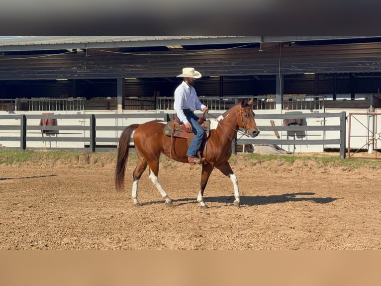 American Paint Horse Mare 12 years 15,1 hh Tobiano-all-colors in Fresno