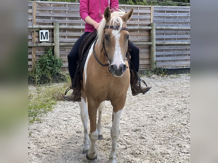 American Paint Horse Mare 12 years Overo-all-colors in Pregarten