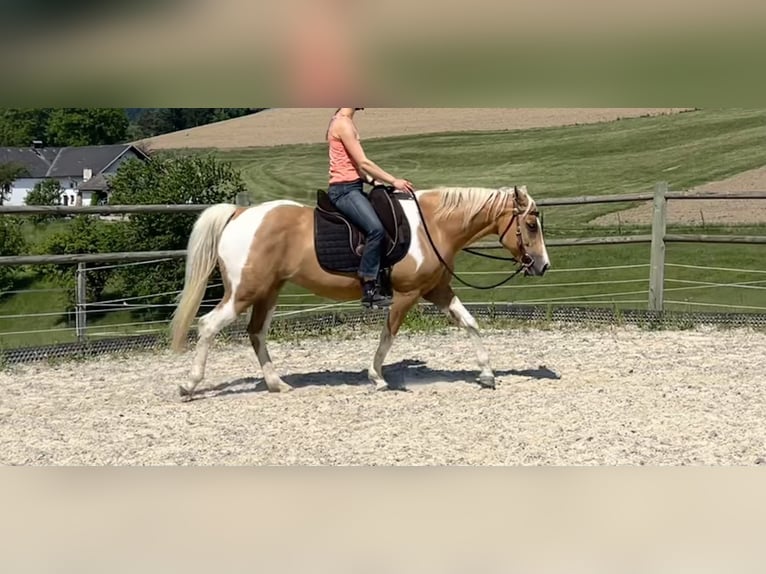 American Paint Horse Mare 12 years Overo-all-colors in Pregarten