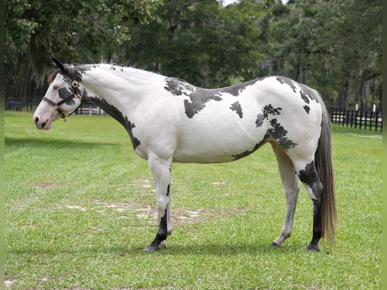 American Paint Horse Mare 13 years 14.2 hh Overo-all-colors in Micanopy