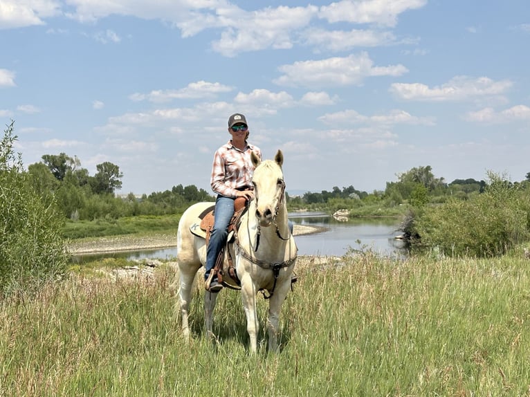 American Paint Horse Mare 13 years 14.2 hh Palomino in Craig, CO