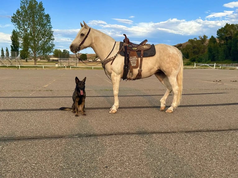 American Paint Horse Mare 13 years 14.2 hh Palomino in Craig, CO