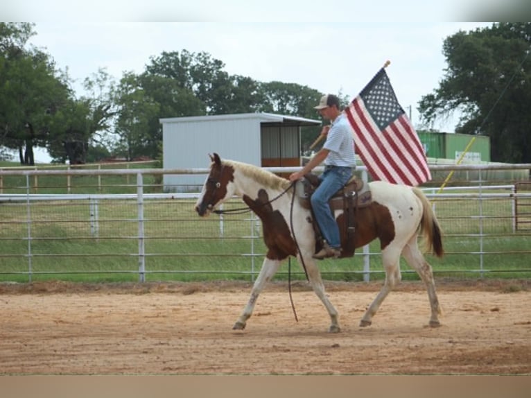 American Paint Horse Mare 13 years 14.2 hh Tobiano-all-colors in Poolville