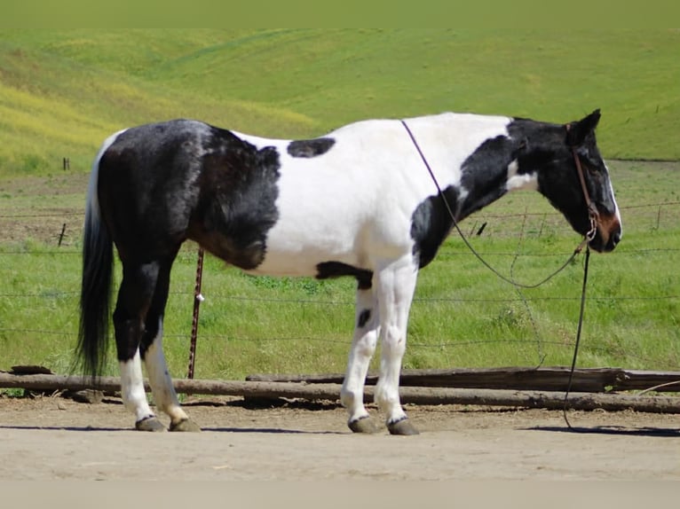 American Paint Horse Mare 13 years 14.3 hh Tobiano-all-colors in Tres Pinos