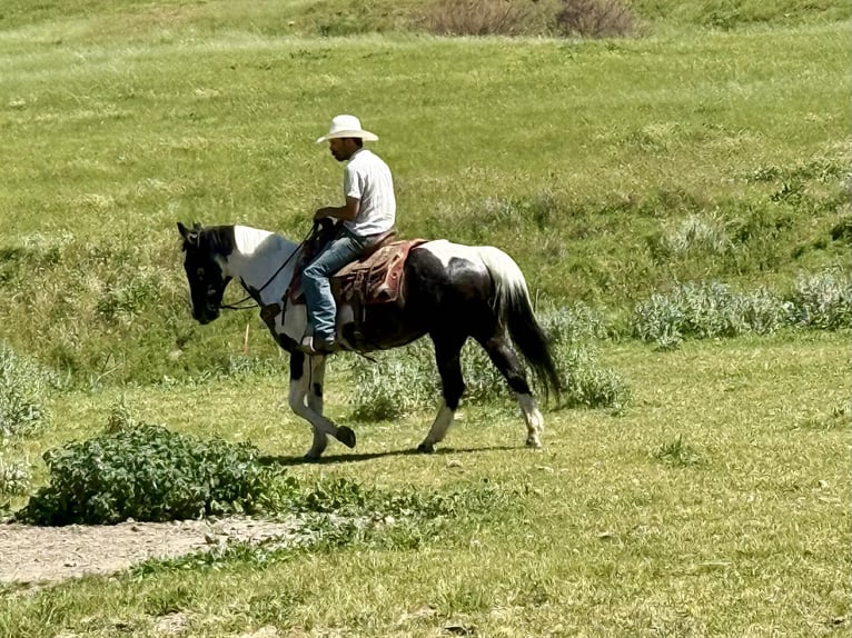 American Paint Horse Mare 13 years 14.3 hh Tobiano-all-colors in Tres Pinos