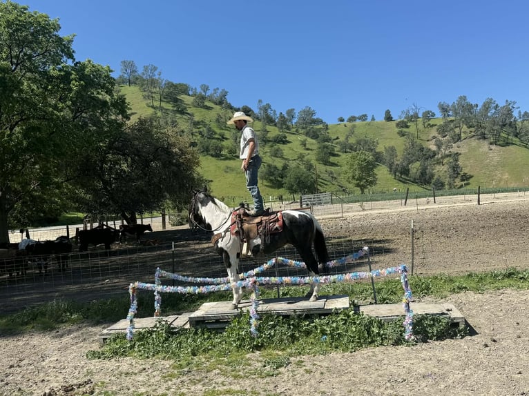 American Paint Horse Mare 13 years 14.3 hh Tobiano-all-colors in Tres Pinos