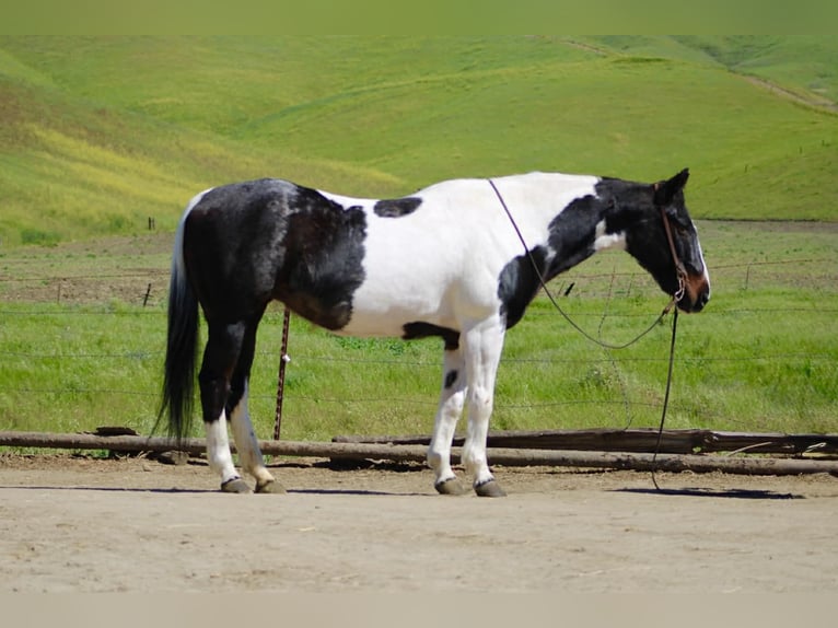 American Paint Horse Mare 13 years 14.3 hh Tobiano-all-colors in Tres Pinos