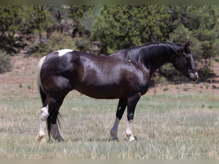 American Paint Horse Mare 13 years 14,3 hh Tobiano-all-colors in Camp Verde Az