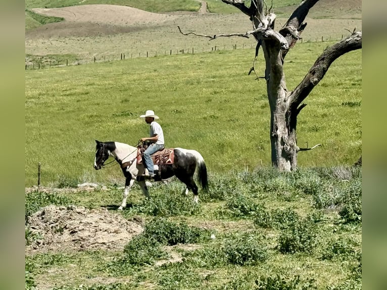 American Paint Horse Mare 13 years 14,3 hh Tobiano-all-colors in Tres Pinos
