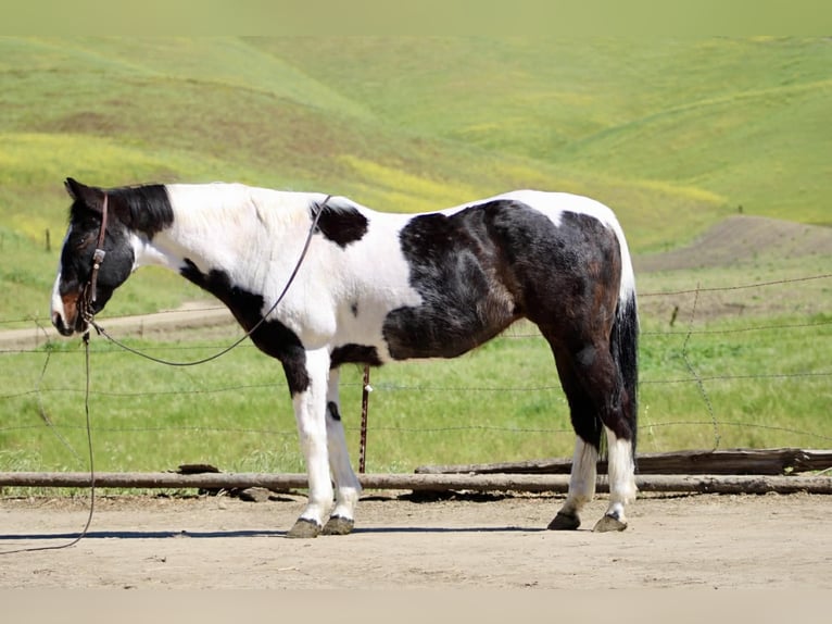 American Paint Horse Mare 13 years 14,3 hh Tobiano-all-colors in Tres Pinos