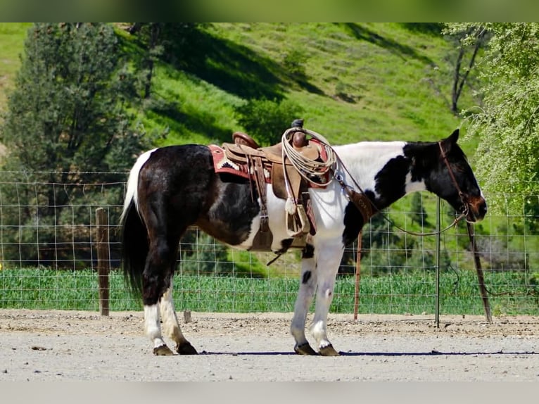 American Paint Horse Mare 13 years 14,3 hh Tobiano-all-colors in Tres Pinos