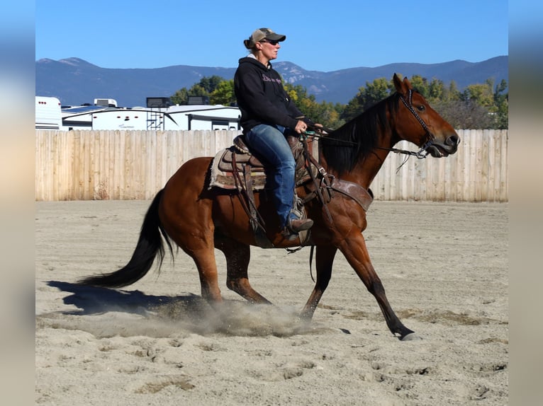 American Paint Horse Mare 13 years 15,1 hh Bay in Huntley