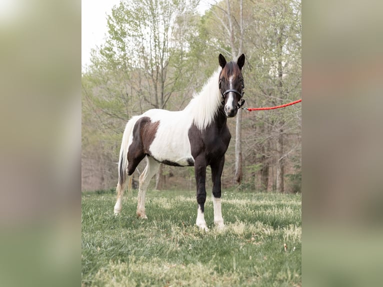 American Paint Horse Mare 13 years 15.2 hh Tobiano-all-colors in Granite Falls