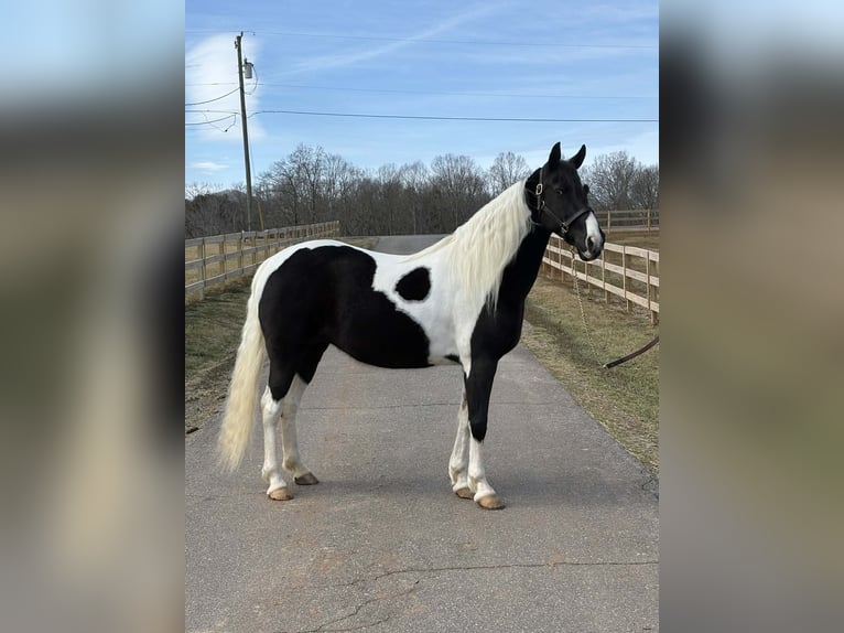 American Paint Horse Mare 13 years 15.2 hh Tobiano-all-colors in Granite Falls