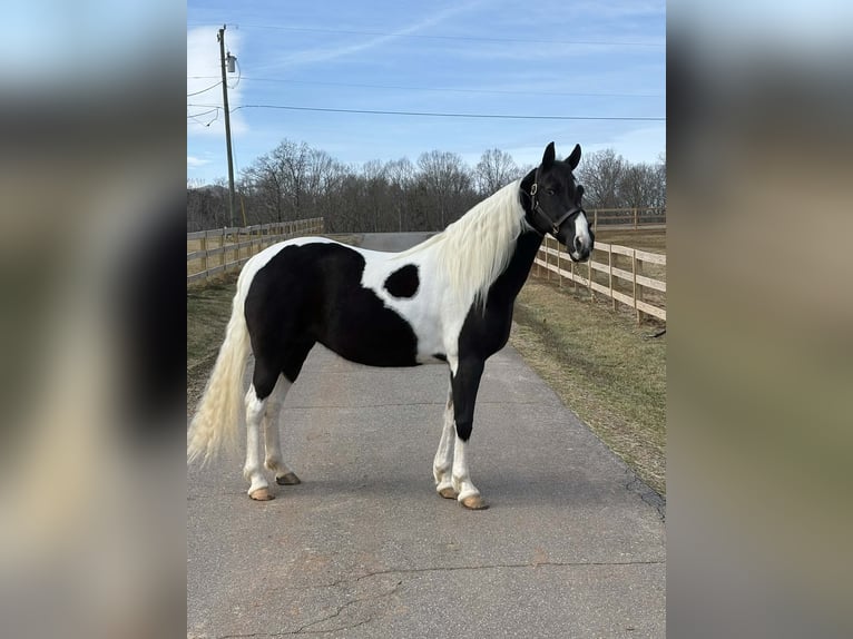 American Paint Horse Mare 13 years 15.2 hh Tobiano-all-colors in Granite Falls