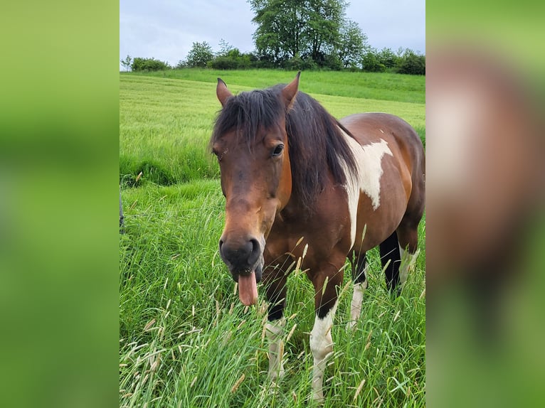 American Paint Horse Mare 13 years 15.3 hh Tobiano-all-colors in Schlüchtern