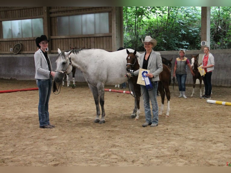 American Paint Horse Mare 13 years 15 hh Grey in Haldenwang