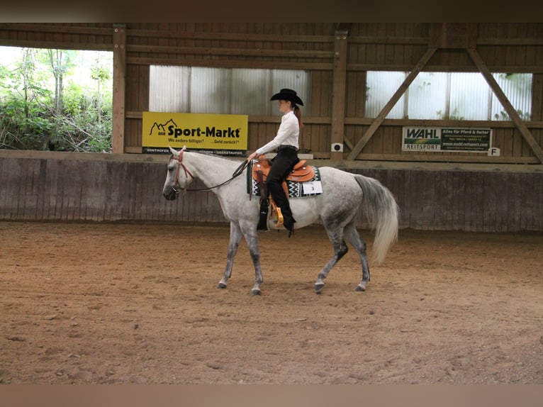 American Paint Horse Mare 13 years 15 hh Grey in Haldenwang