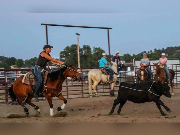 American Paint Horse Mare 13 years 15,1 hh Bay in Huntley