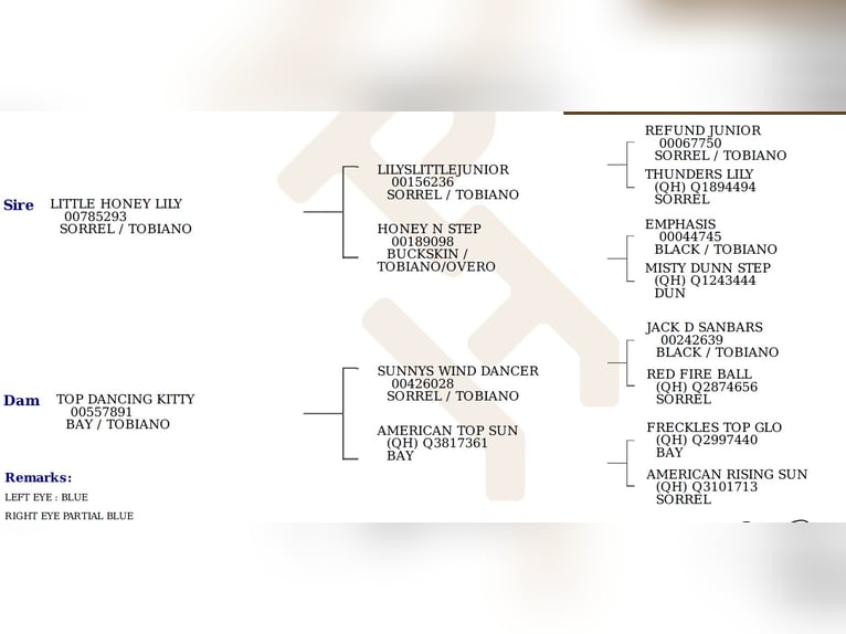 American Paint Horse Mare 13 years 15,1 hh Tovero-all-colors in Nottleben