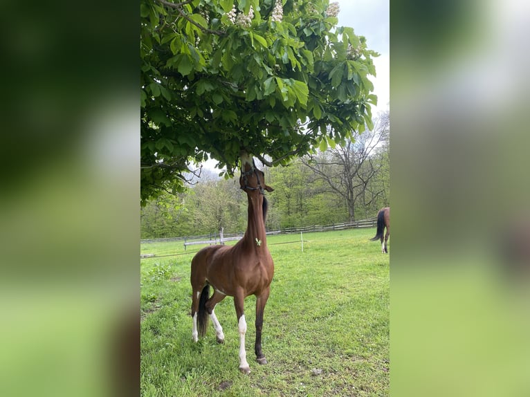 American Paint Horse Mare 13 years 15,2 hh Overo-all-colors in Goslar Hahndorf