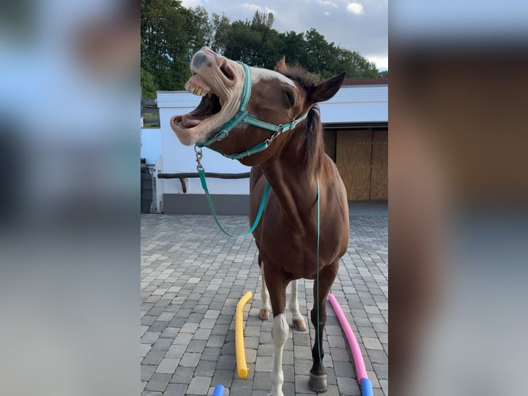 American Paint Horse Mare 13 years 15,2 hh Overo-all-colors in Goslar Hahndorf