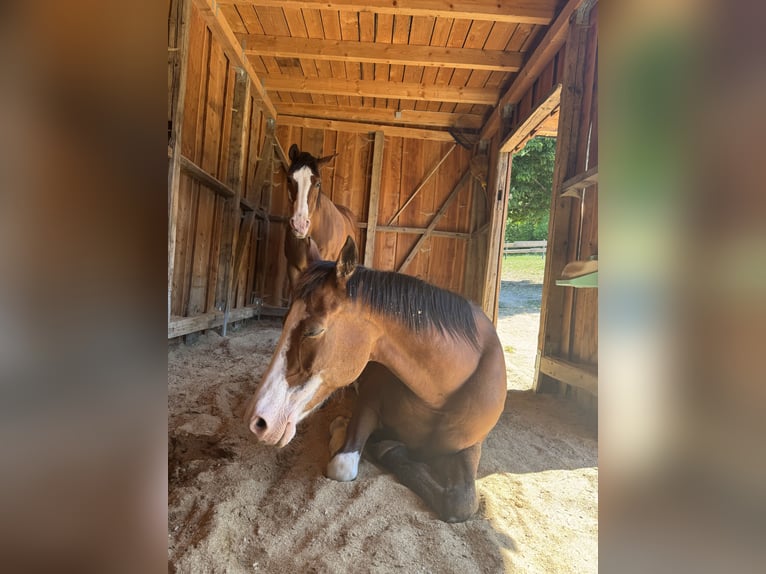 American Paint Horse Mare 13 years 15,2 hh Overo-all-colors in Goslar Hahndorf