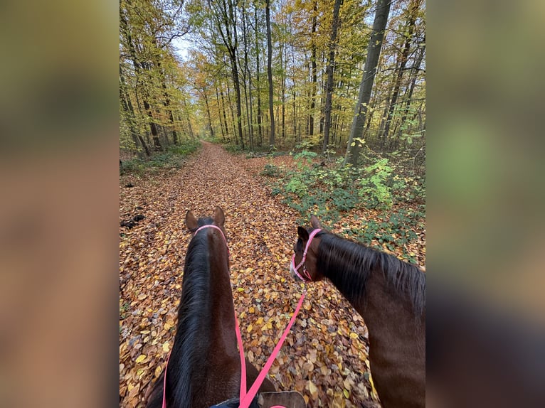 American Paint Horse Mare 13 years 15,2 hh Overo-all-colors in Goslar HahndorfGoslar