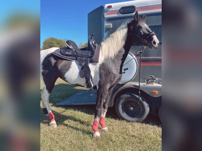 American Paint Horse Mare 13 years 15,2 hh Tobiano-all-colors in Granite Falls