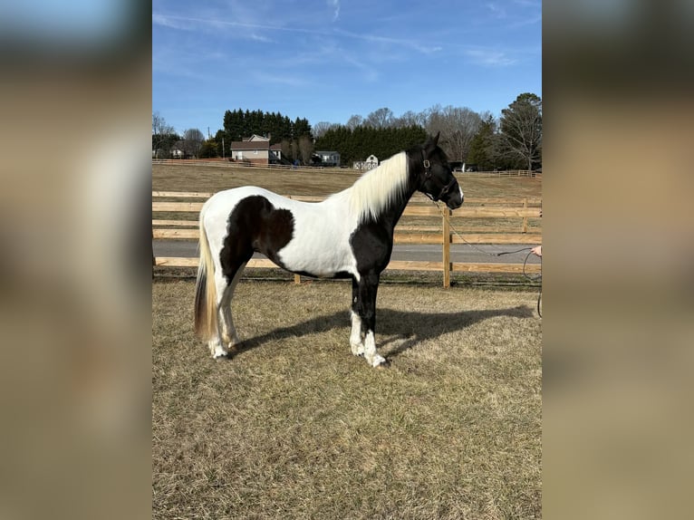 American Paint Horse Mare 13 years 15,2 hh Tobiano-all-colors in Granite Falls