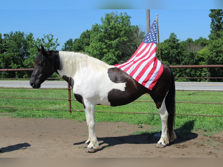 American Paint Horse Mare 13 years 16.3 hh Tobiano-all-colors in Princeton MO
