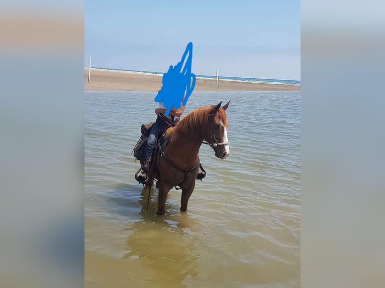 American Paint Horse Mare 13 years 16 hh Chestnut-Red in Sint-Martens-Lierde