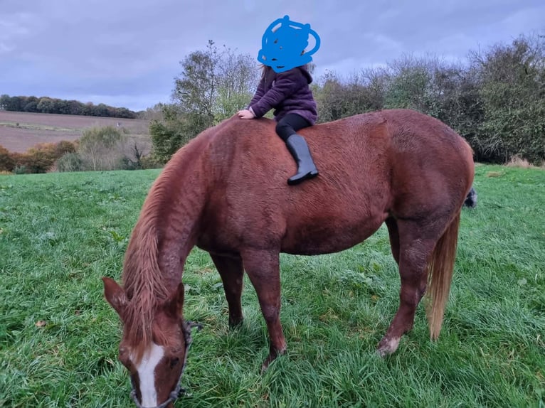 American Paint Horse Mare 13 years 16 hh Chestnut-Red in Sint-Martens-Lierde