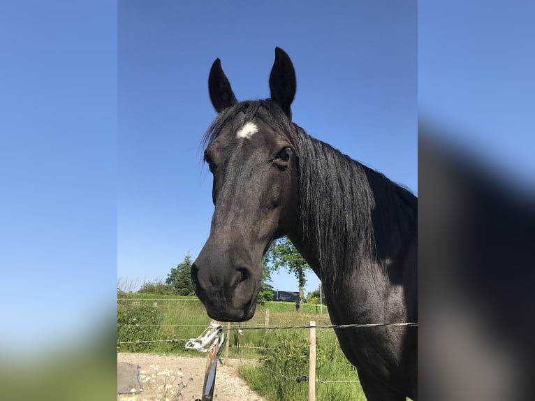 American Paint Horse Mix Mare 14 years 13,3 hh Black in TessenderloTessenderlo