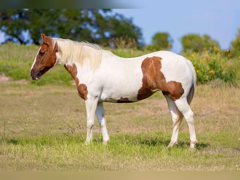 American Paint Horse Mare 14 years 14.2 hh Tobiano-all-colors in Weatherford TX