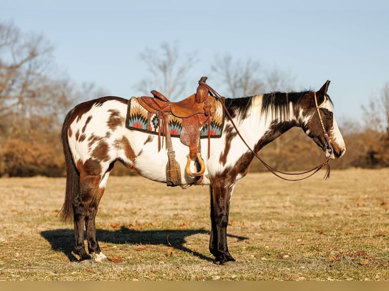 American Paint Horse Mare 14 years 14.3 hh Overo-all-colors in Quitman AR