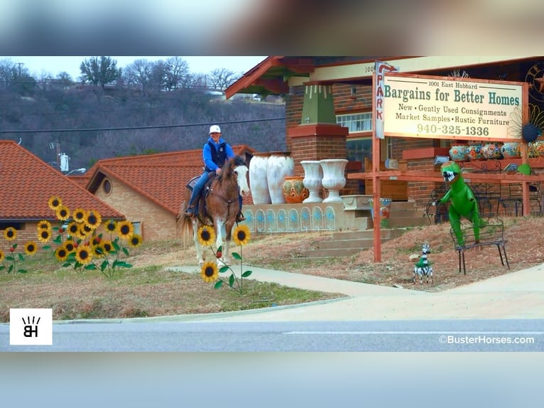 American Paint Horse Mare 14 years 14.3 hh Roan-Bay in Weatherford