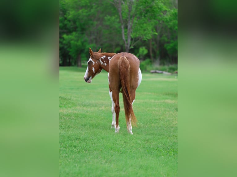 American Paint Horse Mare 14 years 14 hh Pinto in Forney