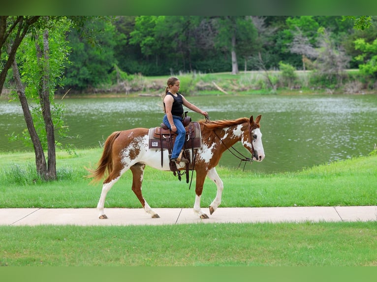 American Paint Horse Mare 14 years 14 hh Pinto in Forney