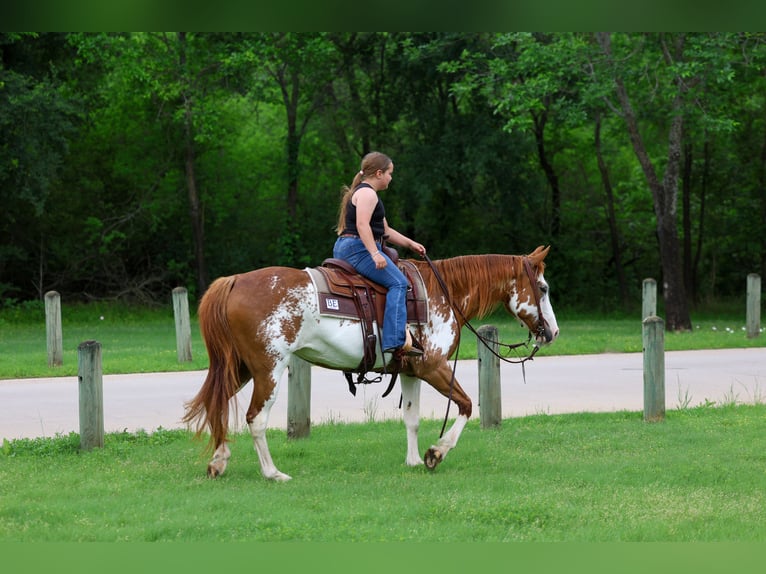 American Paint Horse Mare 14 years 14 hh Pinto in Forney