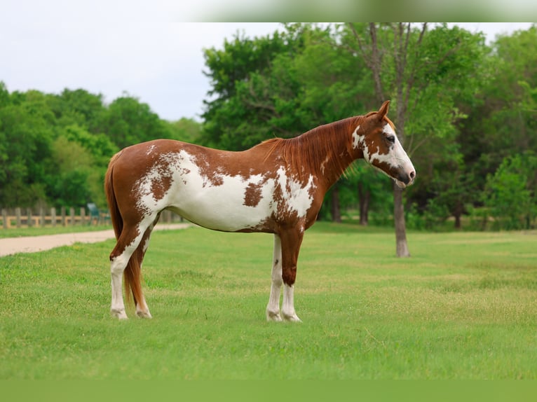 American Paint Horse Mare 14 years 14 hh Pinto in Forney