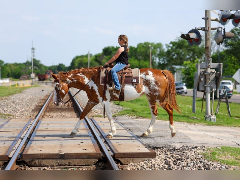 American Paint Horse Mare 14 years 14 hh Pinto in Forney