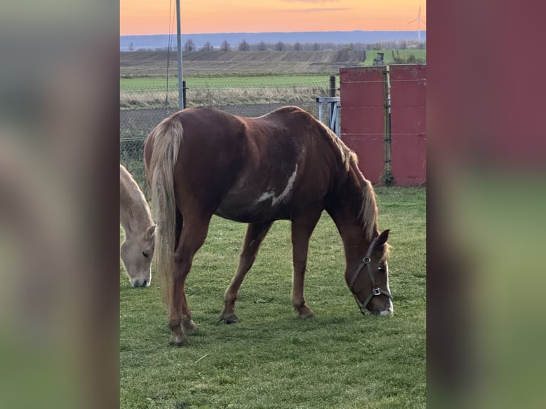 American Paint Horse Mare 14 years 14,2 hh Chestnut-Red in Wanzleben-Börde