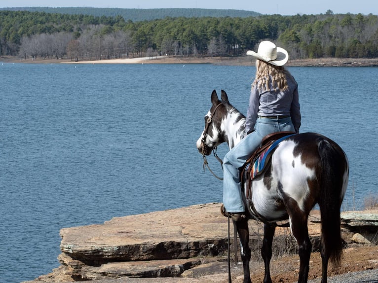 American Paint Horse Mare 14 years 14,3 hh Overo-all-colors in Quitman AR