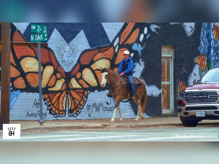 American Paint Horse Mare 14 years 14,3 hh Roan-Bay in Weatherford