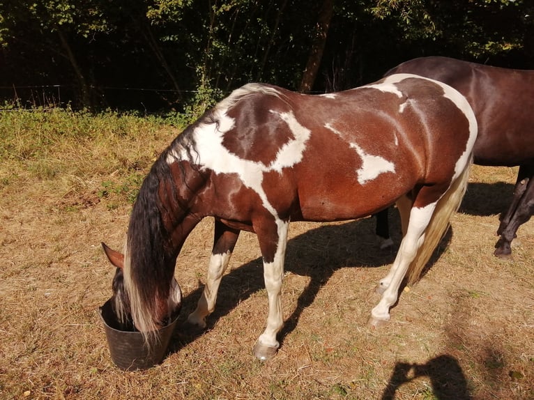 American Paint Horse Mix Mare 14 years 15.1 hh Tobiano-all-colors in St Croix Aux Mines