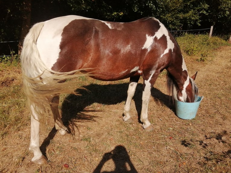 American Paint Horse Mix Mare 14 years 15.1 hh Tobiano-all-colors in St Croix Aux Mines