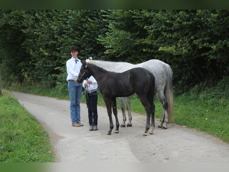 American Paint Horse Mare 14 years 15 hh Grey in Haldenwang