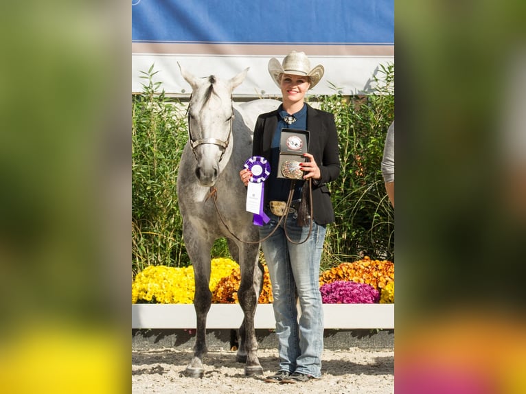 American Paint Horse Mare 14 years 15 hh Grey in Haldenwang